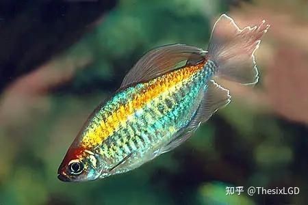 剛果美人魚好養嗎，剛果美人魚飼養全解析，習性特點與
