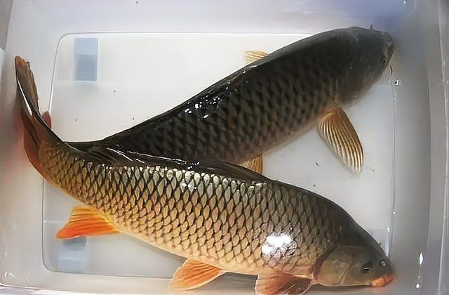廣東人不吃金線魚的原因，揭秘！廣東人為何對金線魚敬而遠(yuǎn)之 廣東人不吃金線魚的原因，揭秘！廣東人為何對金線魚敬而遠(yuǎn)之 龍魚論壇 第6張