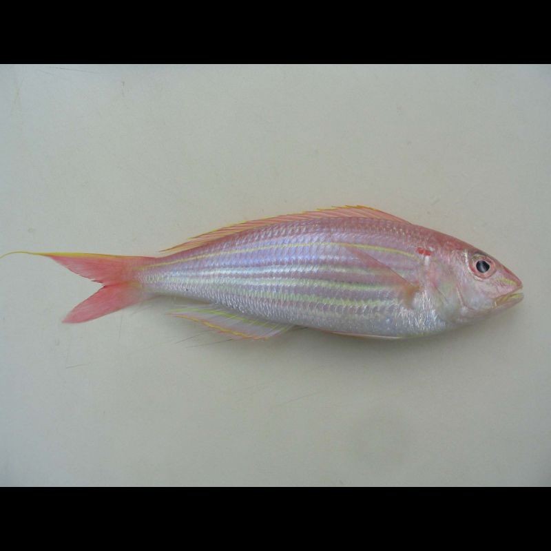 廣東人不吃金線魚的原因，揭秘！廣東人為何對金線魚敬而遠(yuǎn)之 廣東人不吃金線魚的原因，揭秘！廣東人為何對金線魚敬而遠(yuǎn)之 龍魚論壇 第2張