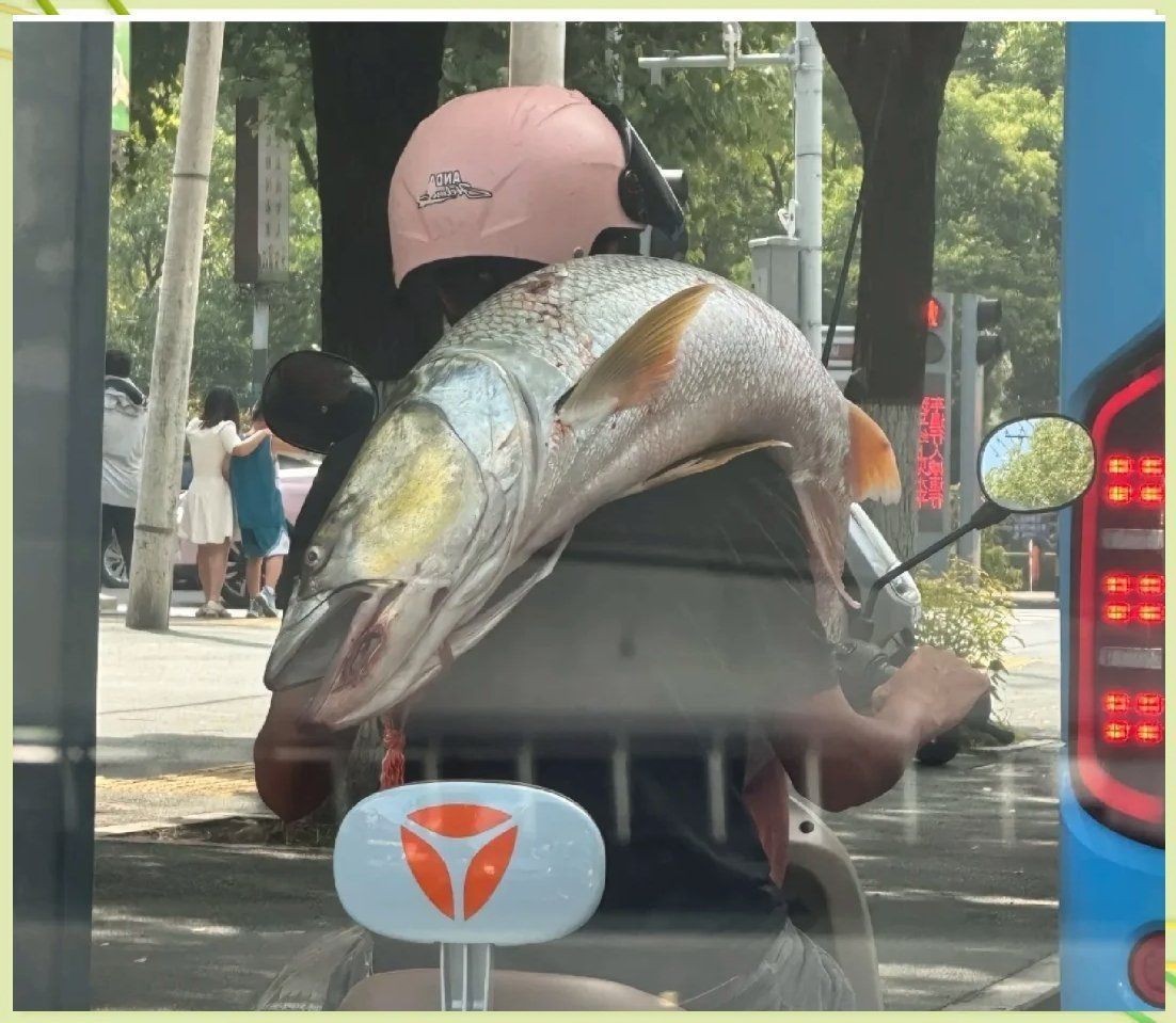 廣東人不吃金線魚的原因，揭秘！廣東人為何對金線魚敬而遠(yuǎn)之 廣東人不吃金線魚的原因，揭秘！廣東人為何對金線魚敬而遠(yuǎn)之 龍魚論壇 第8張