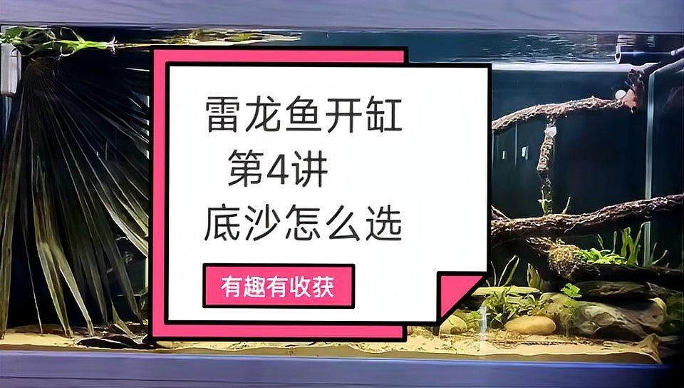 酒紅雷龍魚底砂怎么選，酒紅雷龍魚飼養(yǎng)必備，優(yōu)質(zhì)底砂挑選全