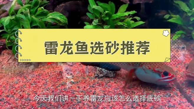 酒紅雷龍魚底砂怎么選，酒紅雷龍魚飼養(yǎng)必備，優(yōu)質(zhì)底砂挑選全