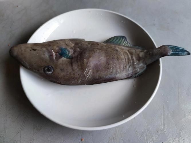 海魚圖片大全，高清海魚圖片大全，