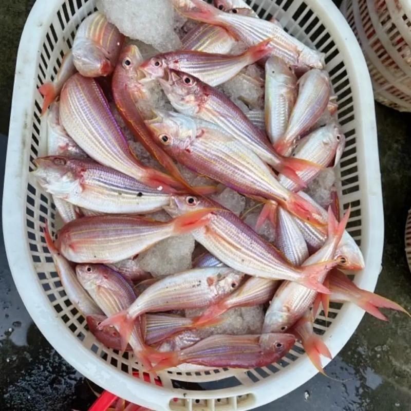 海魚圖片大全，高清海魚圖片大全，