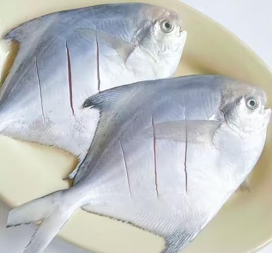 海魚圖片大全，高清海魚圖片大全，
