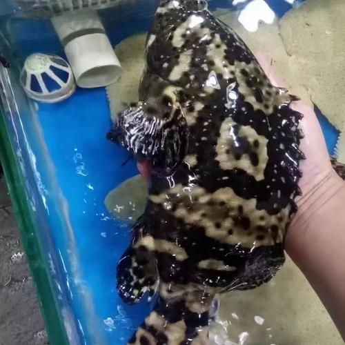 海里的老虎魚圖片，深海獵手，揭秘老虎魚震撼高清實拍圖鑒
