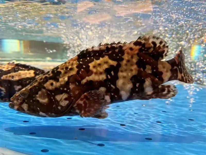 海里的老虎魚圖片，深海獵手，揭秘老虎魚震撼高清實拍圖鑒
