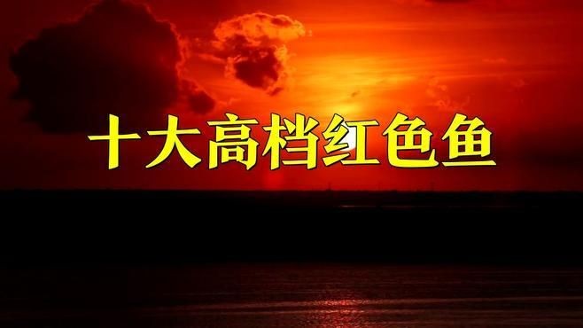 紅龍魚屬于什么檔次，解析紅龍魚在觀賞魚市場(chǎng)中的