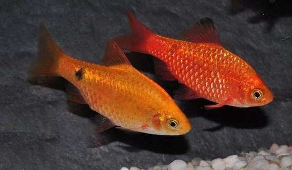 金元寶魚圖片，高清金元寶魚美圖鑒賞，靈動體