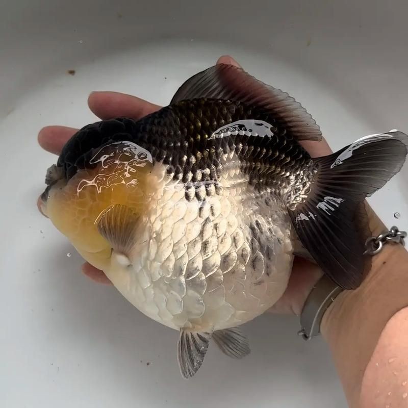 金元寶魚圖片，高清金元寶魚美圖鑒賞，靈動體