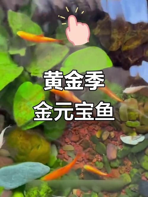 金元寶魚圖片，高清金元寶魚美圖鑒賞，靈動體