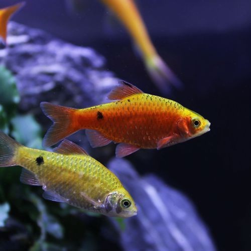 金元寶魚圖片，高清金元寶魚美圖鑒賞，靈動體