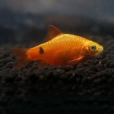 金元寶魚圖片，高清金元寶魚美圖鑒賞，靈動體