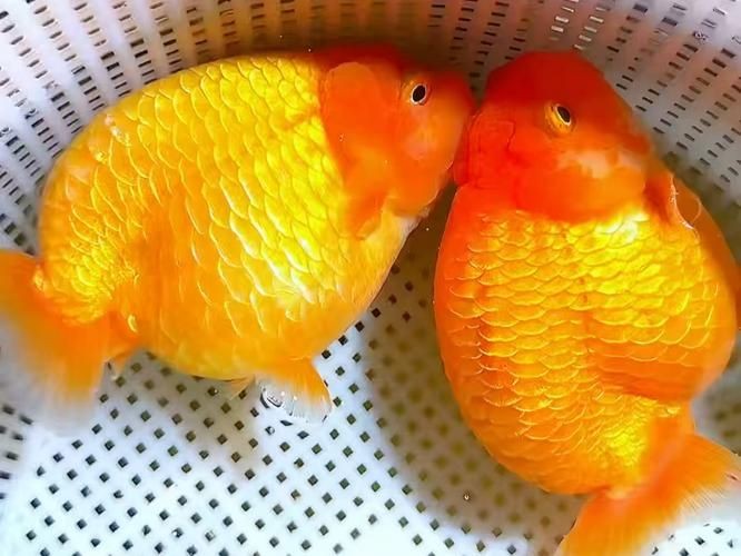 金元寶魚圖片，高清金元寶魚美圖鑒賞，靈動體