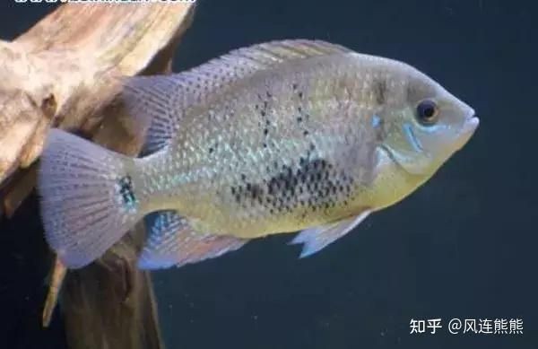 金元寶魚圖片，高清金元寶魚美圖鑒賞，靈動體