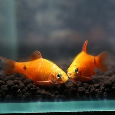 金元寶魚圖片，高清金元寶魚美圖鑒賞，靈動體