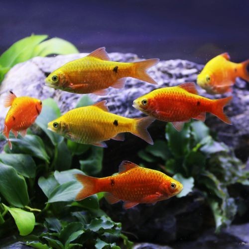 金元寶魚圖片，高清金元寶魚美圖鑒賞，靈動體