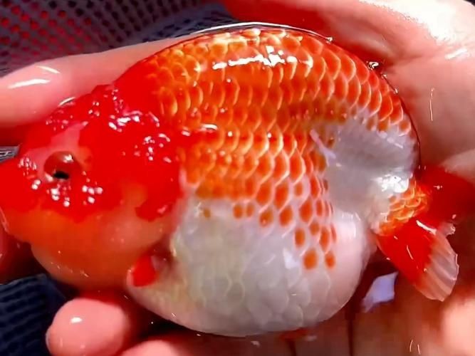 金元寶魚圖片，高清金元寶魚美圖鑒賞，靈動體