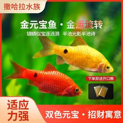 金元寶魚圖片，高清金元寶魚美圖鑒賞，靈動體