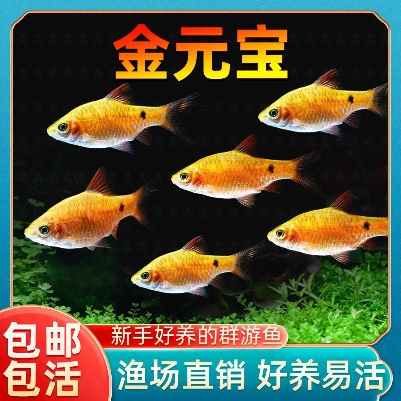 金元寶魚圖片，高清金元寶魚美圖鑒賞，靈動體