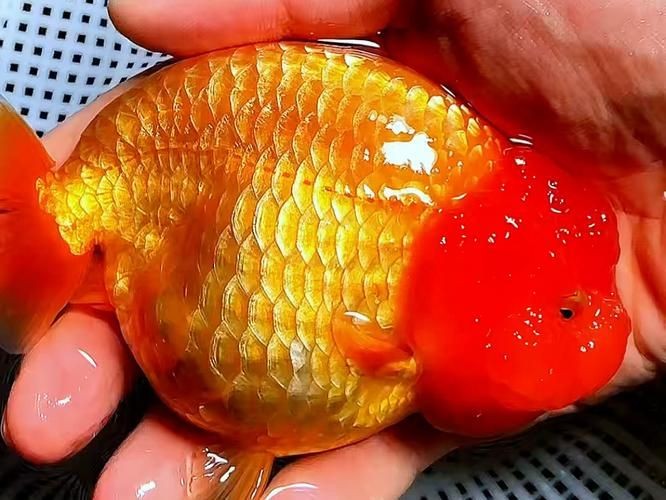 金元寶魚圖片，高清金元寶魚美圖鑒賞，靈動體