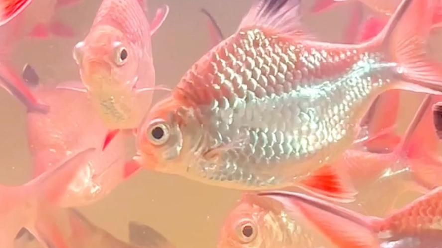 金元寶魚圖片，高清金元寶魚美圖鑒賞，靈動體
