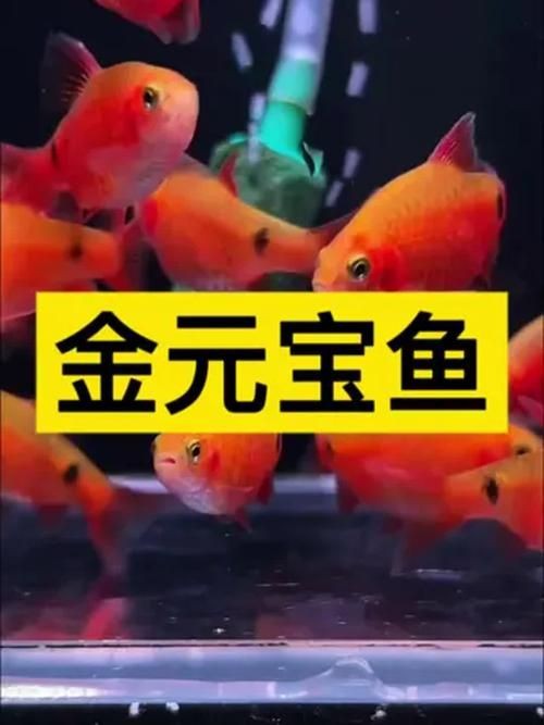 金元寶魚圖片，高清金元寶魚美圖鑒賞，靈動體