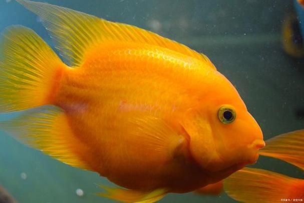 金元寶魚圖片，高清金元寶魚美圖鑒賞，靈動體