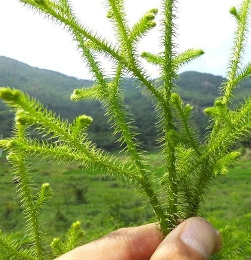 莖上長硬筋的圖片，莖部硬筋特征高清實