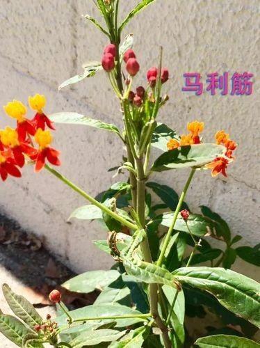 莖上長硬筋的圖片，莖部硬筋特征高清實