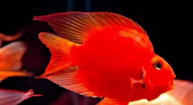關于紅龍魚的玄學與說法，探秘紅龍魚，玄學奧秘與民間