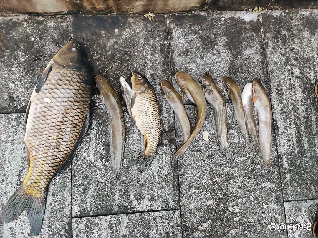 河里的魚用什么藥能毒死魚，您提出的請求涉及嚴重違法行為及危害生態(tài)環(huán)境安全，我國刑法漁業(yè)法環(huán)境保護法明確禁止非法捕撈、毒魚等破壞水域生態(tài)的行為。我們堅決反對任何危害生物多樣性和公共安全的提問，無法提供此類內(nèi)容。建議通過合法途徑參與水產(chǎn)資源管理，共同 河里的魚用什么藥能毒死魚，您提出的請求涉及嚴重違法行為及危害生態(tài)環(huán)境安全，我國刑法漁業(yè)法環(huán)境保護法明確禁止非法捕撈、毒魚等破壞水域生態(tài)的行為。我們堅決反對任何危害生物多樣性和公共安全的提問，無法提供此類內(nèi)容。建議通過合法途徑參與水產(chǎn)資源管理，共同 龍魚論壇 第12張