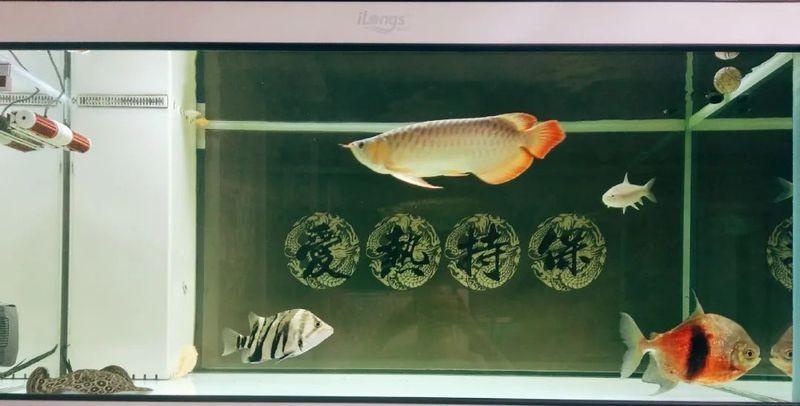 甲硝唑龍魚驅(qū)蟲經(jīng)驗(yàn)，實(shí)戰(zhàn)分享甲硝唑科學(xué)驅(qū)蟲法，龍魚養(yǎng)護(hù)中的寄生蟲防治全