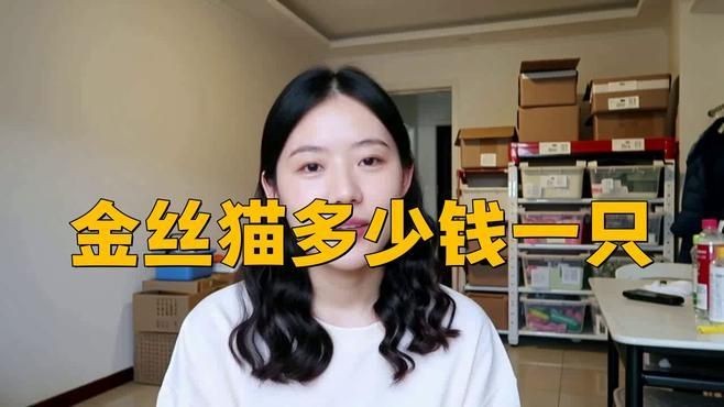 金絲貓價格多少錢一只，2023年金絲貓幼崽/成貓價格全解析，不同血統與品相