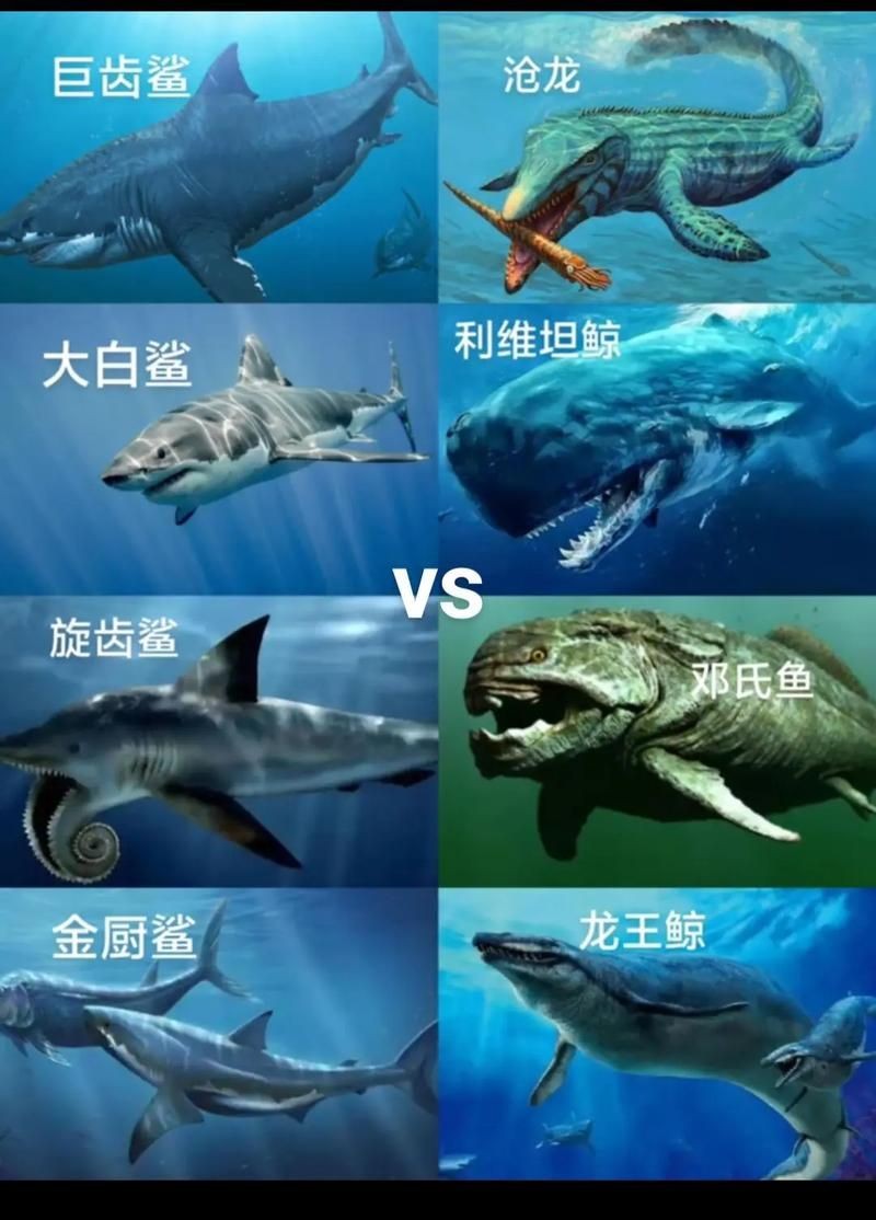 巨齒鯊吃掉大白鯊圖片，驚爆！巨齒鯊獵殺大