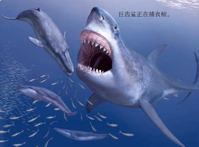巨齒鯊吃掉大白鯊圖片，驚爆！巨齒鯊獵殺大