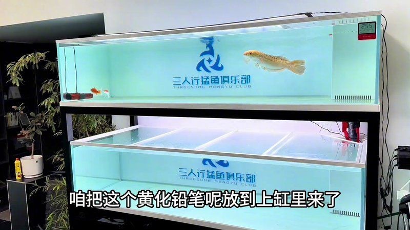 海象魚混養(yǎng)最佳搭配，海象魚混養(yǎng)黃金組合，這些魚類與它堪稱完美搭檔
