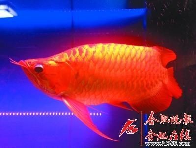 合肥龍魚店，合肥精品龍魚店哪家強？這家