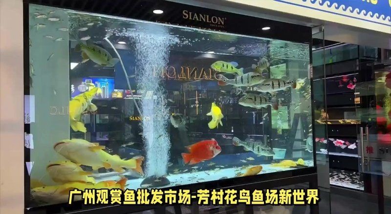廣州觀賞魚批發市場地址，廣州最大觀賞魚批發市場詳細地址及交通指南