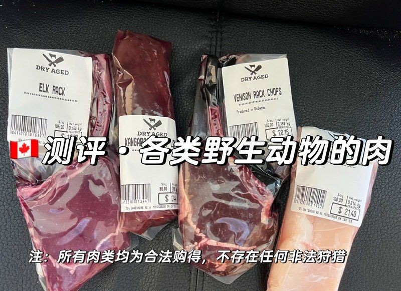 海象肉什么味道，揭秘！海象肉的真實口感究竟如何