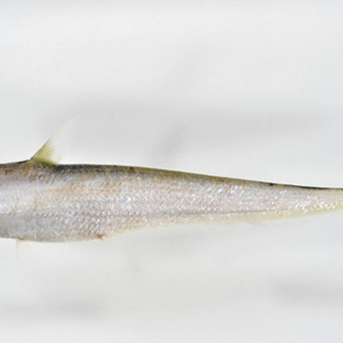 河里像刀魚的魚，探秘河川，酷似刀魚的神秘淡水魚