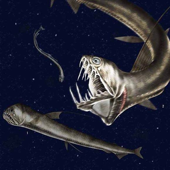 河里像刀魚的魚，探秘河川，酷似刀魚的神秘淡水魚
