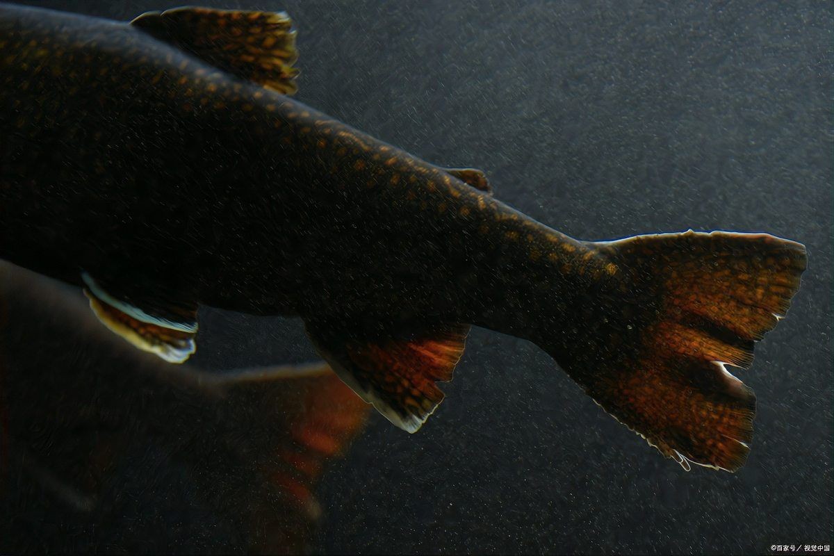 家里養黑瑪麗魚好不好，家庭養殖黑瑪麗魚
