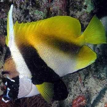 關(guān)刀魚十大排名，關(guān)刀魚TOP10權(quán)威盤點(diǎn)，熱門品種排名大