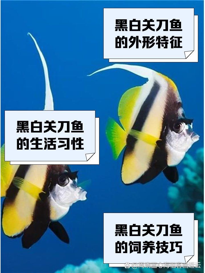 關(guān)刀魚十大排名，關(guān)刀魚TOP10權(quán)威盤點(diǎn)，熱門品種排名大