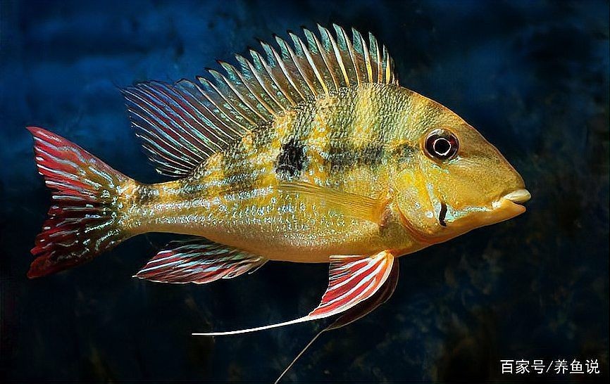 關(guān)刀魚混養(yǎng)最忌三種魚，警示！關(guān)刀魚混養(yǎng)需