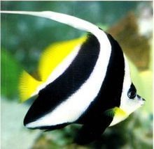關(guān)刀魚混養(yǎng)最忌三種魚，警示！關(guān)刀魚混養(yǎng)需