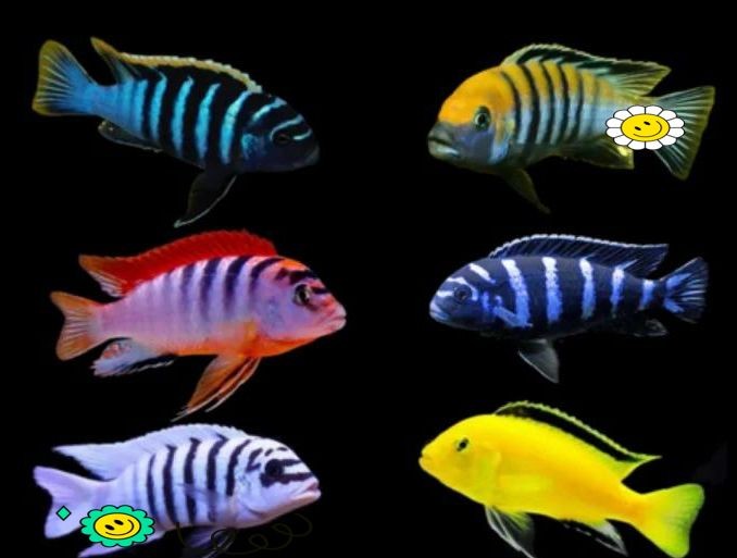關(guān)刀魚混養(yǎng)最忌三種魚，警示！關(guān)刀魚混養(yǎng)需