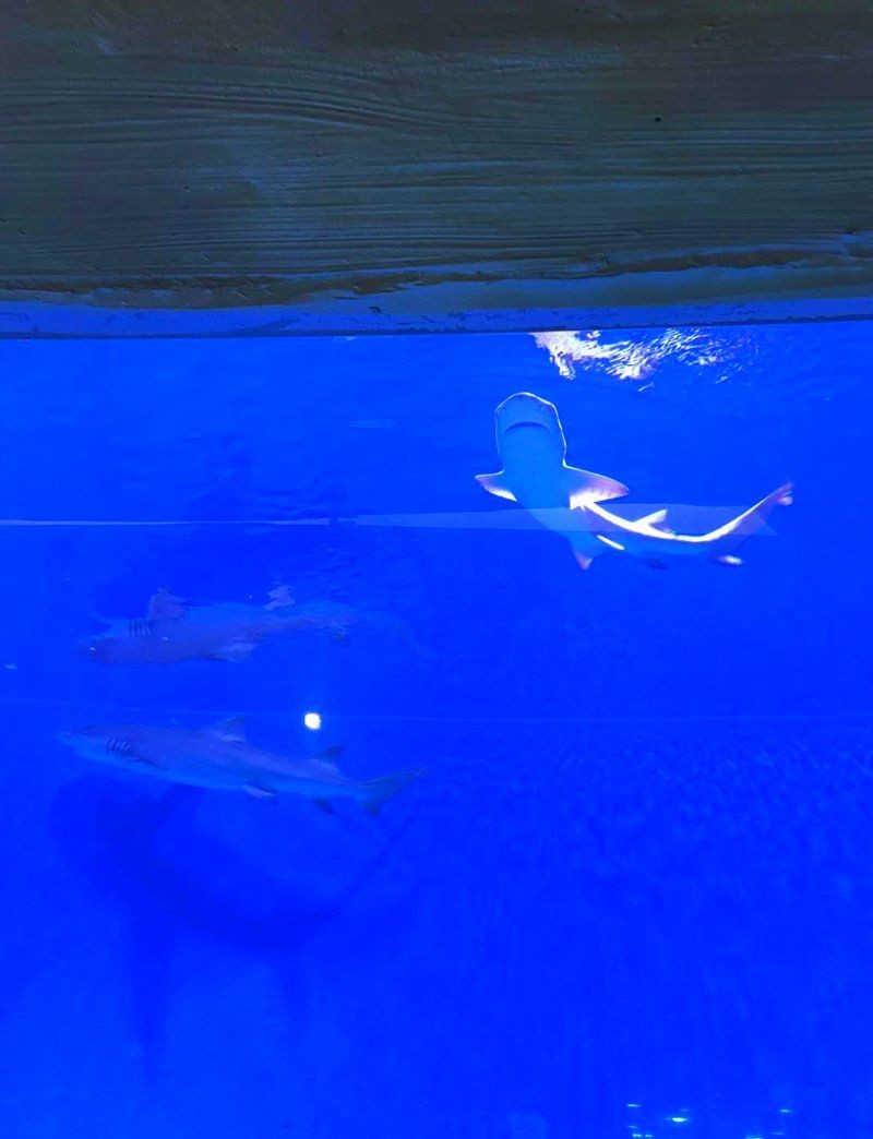 南陽水族店，南陽專業水族店｜觀賞魚/器材/造景一站式