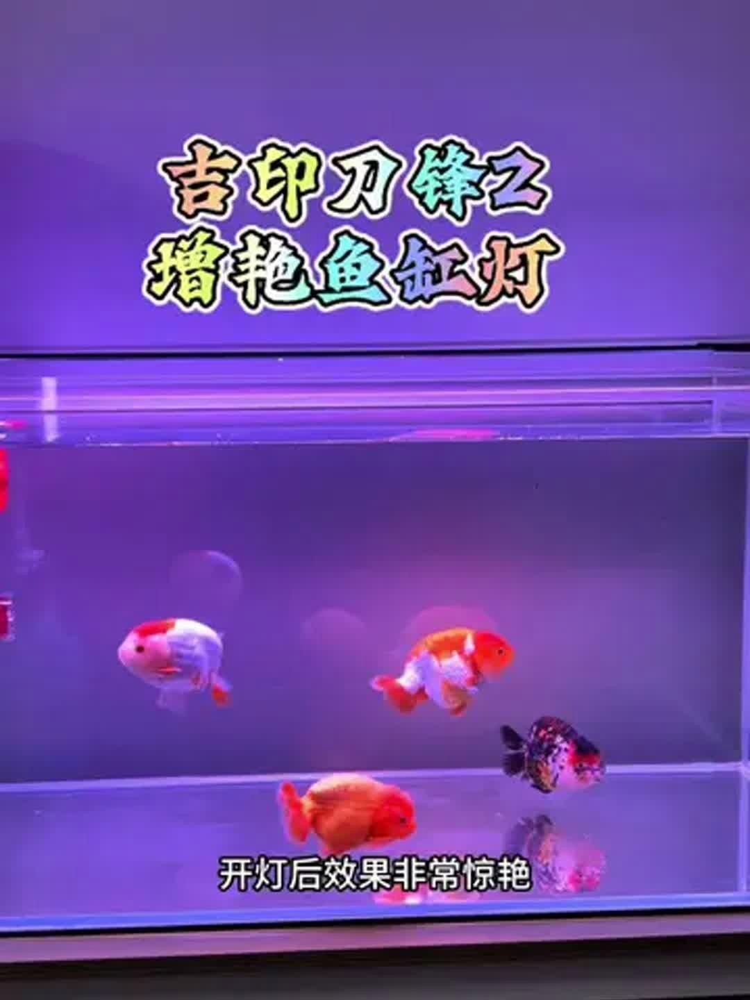 吉印魚缸燈怎么樣，實測揭秘吉印魚缸燈真實表現如何？光照效果/安全性/